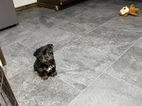 Cole, a male Yorkshire Terrier for sale in Kirksville, MO – 9 of 10