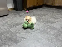 Dusty, a male Pomeranian for sale in Kirksville, MO – 3 of 9