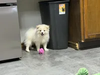 Singler, a male Pomeranian for sale in Kirksville, MO – 7 of 10
