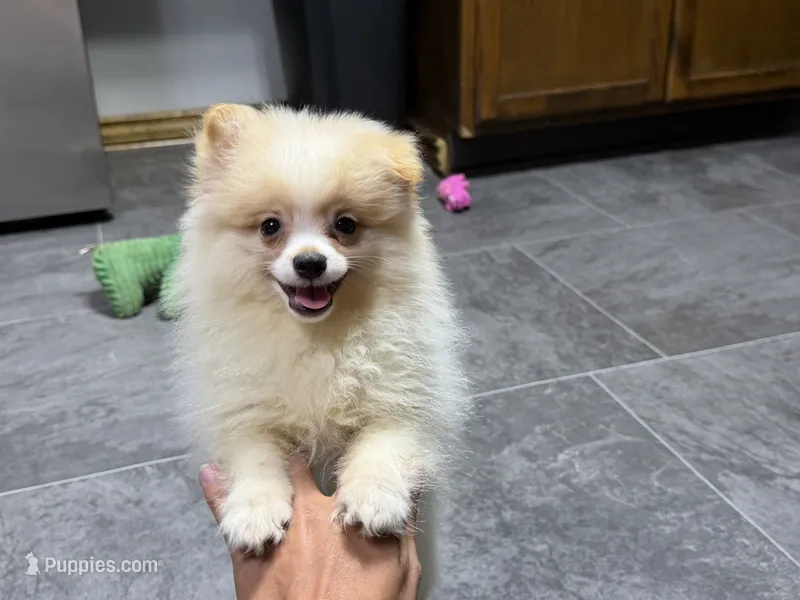 Dusty – Pomeranian puppy for sale in Kirksville, MO