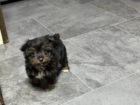 Cole, a male Yorkshire Terrier for sale in Kirksville, MO – 6 of 10