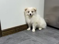 Singler, a male Pomeranian for sale in Kirksville, MO – 5 of 10