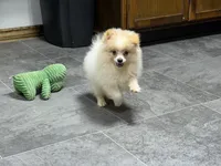 Dusty, a male Pomeranian for sale in Kirksville, MO – 7 of 9