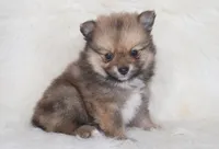 Jojo, a female Pomeranian for sale in Kirksville, MO – Photo 1 of 2