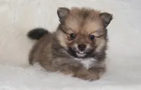 Jojo, a female Pomeranian for sale in Kirksville, MO – Photo 2 of 2