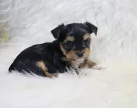 Alice, a female Yorkshire Terrier for sale in Kirksville, MO – Photo 2 of 2