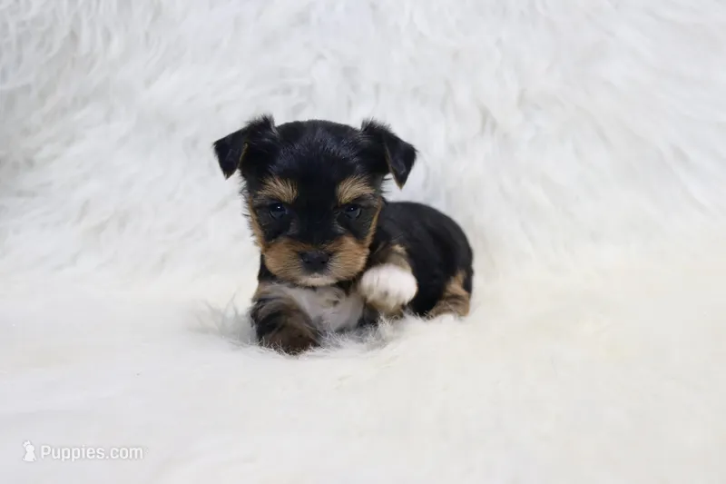 Alice, a female Yorkshire Terrier for sale in Kirksville, MO – Photo 1 of 2