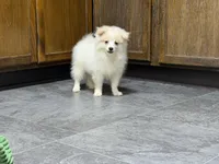 Singler, a male Pomeranian for sale in Kirksville, MO – 2 of 10