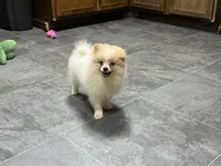 Dusty, a male Pomeranian for sale in Kirksville, MO – 2 of 9