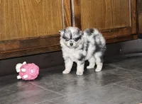 Fido, a male Pomeranian for sale in Kirksville, MO – Photo 2 of 2