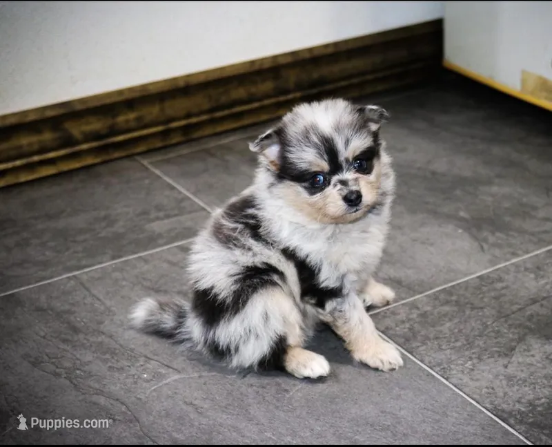 Fido, a male Pomeranian for sale in Kirksville, MO – Photo 1 of 2