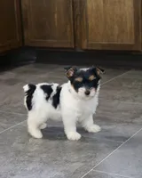 Cassie, a female Yorkshire Terrier for sale in Kirksville, MO – Photo 2 of 2