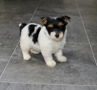 Cassie, a female Yorkshire Terrier for sale in Kirksville, MO – Photo 1 of 2