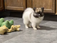 Jodi, a female Pomeranian for sale in Kirksville, MO – Photo 5 of 10