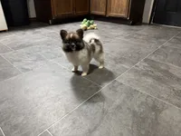 Jodi, a female Pomeranian for sale in Kirksville, MO – Photo 7 of 10