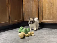 Jodi, a female Pomeranian for sale in Kirksville, MO – Photo 9 of 10