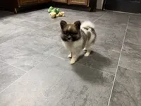 Jodi, a female Pomeranian for sale in Kirksville, MO – Photo 1 of 10