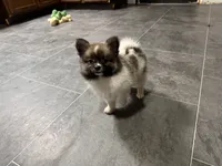 Jodi, a female Pomeranian for sale in Kirksville, MO – Photo 3 of 10