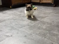 Jodi, a female Pomeranian for sale in Kirksville, MO – Photo 4 of 10