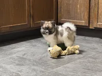 Jodi, a female Pomeranian for sale in Kirksville, MO – Photo 6 of 10