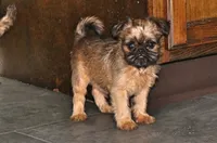 Sassy, a female Brussels Griffon for sale in Kirksville, MO – Photo 1 of 6