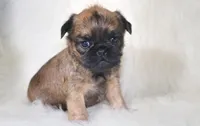 Sassy, a female Brussels Griffon for sale in Kirksville, MO – Photo 2 of 6