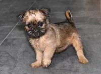 Sassy, a female Brussels Griffon for sale in Kirksville, MO – Photo 3 of 6