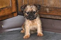 Sassy, a female Brussels Griffon for sale in Kirksville, MO – Photo 4 of 6
