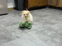 Dusty, a male Pomeranian for sale in Kirksville, MO – 4 of 9