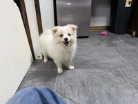 Singler, a male Pomeranian for sale in Kirksville, MO – 10 of 10