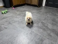 Dusty, a male Pomeranian for sale in Kirksville, MO – 8 of 9