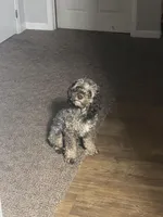 Cocoa, a male Cockapoo for sale in Kirksville, MO – Photo 4 of 4