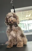 Cocoa, a male Cockapoo for sale in Kirksville, MO – Photo 1 of 4