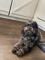 Cocoa, a male Cockapoo for sale in Kirksville, MO – Photo 3 of 4
