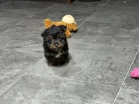 Cole, a male Yorkshire Terrier for sale in Kirksville, MO – 2 of 10