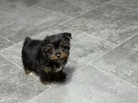 Cole, a male Yorkshire Terrier for sale in Kirksville, MO – 7 of 10