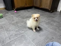 Dusty, a male Pomeranian for sale in Kirksville, MO – 9 of 9