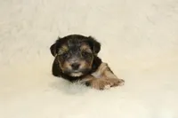 Fallon, a female Yorkshire Terrier for sale in Kirksville, MO – Photo 2 of 2