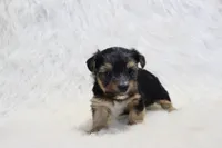 Fallon, a female Yorkshire Terrier for sale in Kirksville, MO – Photo 1 of 2