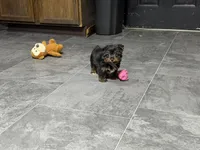 Cole, a male Yorkshire Terrier for sale in Kirksville, MO – 5 of 10
