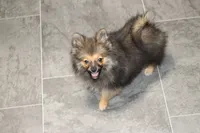 Rowdy, a male Pomeranian for sale in Kirksville, MO – Photo 1 of 6