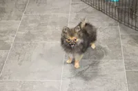 Rowdy, a male Pomeranian for sale in Kirksville, MO – Photo 3 of 6