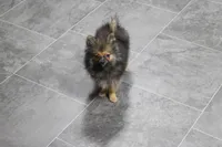 Rowdy, a male Pomeranian for sale in Kirksville, MO – Photo 2 of 6