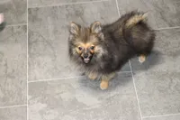 Rowdy, a male Pomeranian for sale in Kirksville, MO – Photo 6 of 6