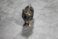 Rowdy, a male Pomeranian for sale in Kirksville, MO – Photo 5 of 6