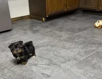 Cole, a male Yorkshire Terrier for sale in Kirksville, MO – 4 of 10