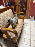 Marble, a male Poodle - Toy  for sale in Madison Lake, MN – Photo 6 of 6