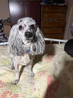 Marble, a male Poodle - Toy  for sale in Madison Lake, MN – Photo 1 of 6