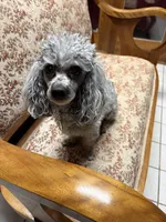 Marble, a male Poodle - Toy  for sale in Madison Lake, MN – Photo 5 of 6