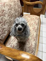 Marble, a male Poodle - Toy  for sale in Madison Lake, MN – Photo 4 of 6